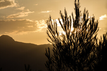 Atardecer con sol tapado por matorrales
