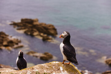puffin standing on a rock cliff . fratercula arctica