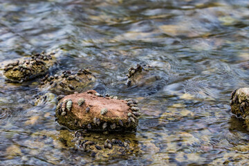 Roca de rio con caracoles