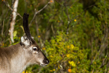 Reindeers in Autumn in Lapland, Northern Finland. Europe