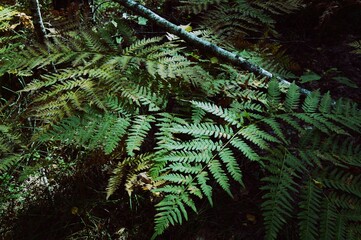 Fototapeta premium Green-yellow fern. Autumn dying fern