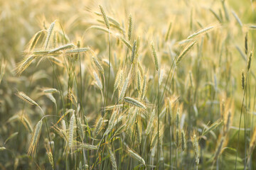 Green wheat in the field in the sunset