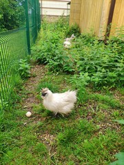 Chinese silk chicken laid an egg. chicken with soft feathers walks in the grass