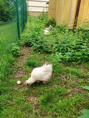 Chinese silk chicken laid an egg. chicken with soft feathers walks in the grass