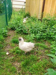 Chinese silk chicken laid an egg. chicken with soft feathers walks in the grass