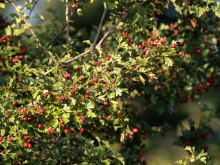 Obraz premium Weißdornbusch mit Früchten