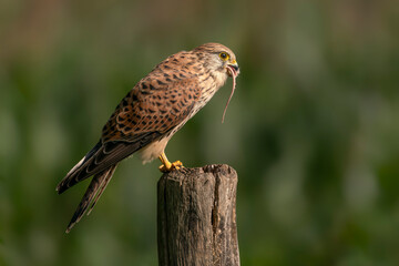Female Common Kestrel (Falco tinnunculus) eating a pray (mouse) sitting on a fence post. Gelderland in the Netherlands. Green bokeh background.                                       