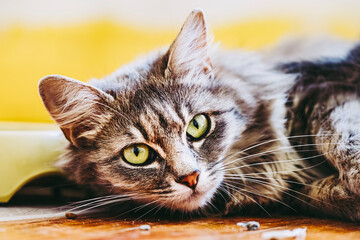 Portrait d'un magnifique chat tigré aux poils angora