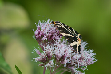 Russischer Bär auf Blüte