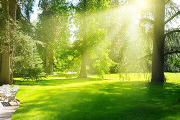 Bright morning sun illuminates garden with meadow