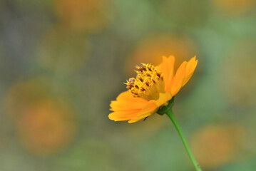 Cosmos flower 