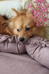 portrait of a little dog