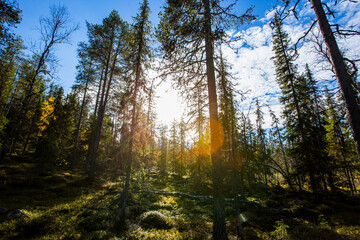 Autumn landscape in Yllas Pallastunturi National Park, Lapland, Finland