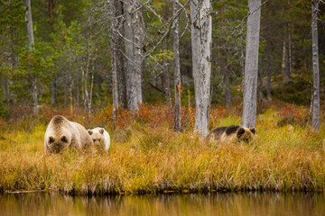 Brown bear in Kuusamo, Lapland, Finland