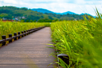 Obraz premium path in the field