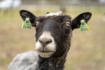 Fototapeta premium Single black sheep looking at the camera