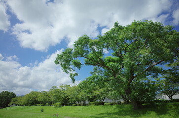 Fototapeta premium 大空と大きな木の公園で
