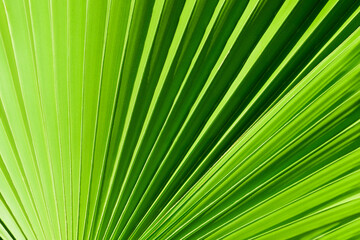 Close-up palm leaves. Light green nature background