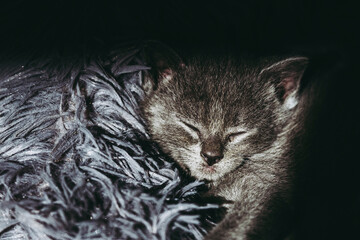 Portrait d'un adorable petit chaton gris couché sur un coussin