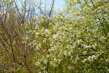 Fototapeta premium A blooming branch of apple tree in spring sunny day