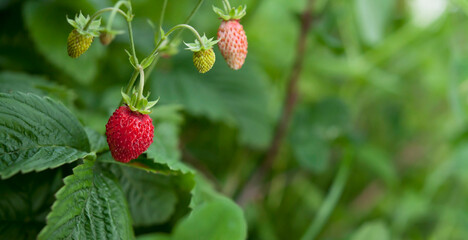 Wild strawberry fruit ready for harvest  in the wild garden.