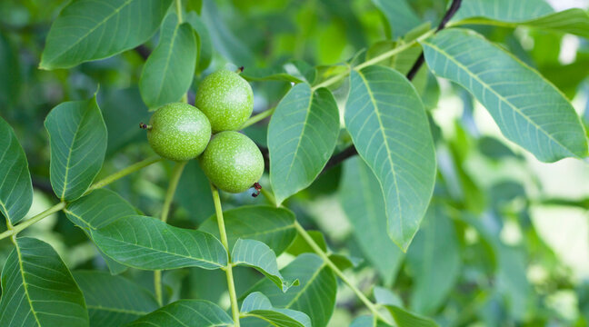 Walnut nuts on the tree -  brunch with green fruit  - Juglans regia.