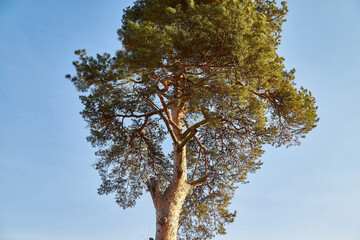 The top of a spruce against the blue sky. Real needles on a coniferous tree