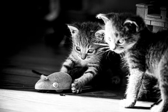 1 412 Best Souris Animal Images Stock Photos Vectors Adobe Stock