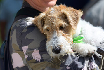 Owner holding mixed-breed dog on hands
