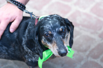 Owner hand petting an old sad basset on a lead, portrait