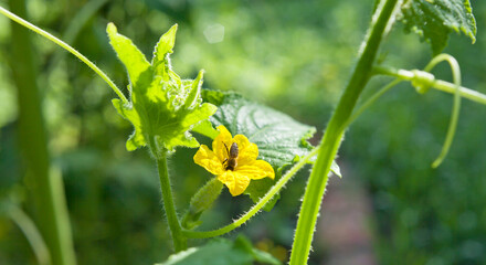 Bee pollinating a yellow cucumber flower - Cucumis sativus - fresh vegetable in the kitchen veggie garden.