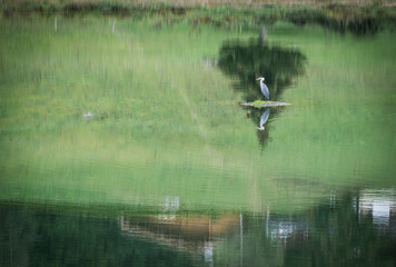 Oiseau sur un lac