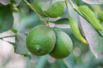 Pair of green lemons