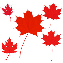 Canada Day maple leaves background.