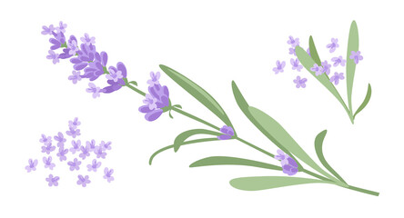 Fototapeta na wymiar Lavender. A sprig of lavender, lilac flowers and green leaves. Vector illustration isolated on white background. For packaging decoration, invitations, postcards.