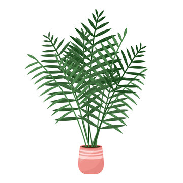 Home Plant Areca Palm, Tropical Houseplant, Vector Illustration