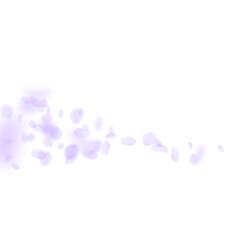 Violet flower petals falling down. Splendid romant