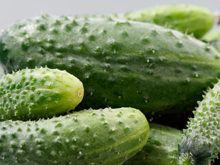 agricultural products green prickly cucumber on gray background