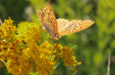 Butterfly on a yellow flower