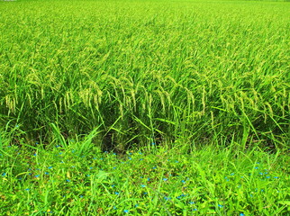 真夏の豊作の田圃風景