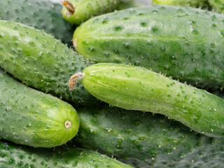 agricultural products green prickly cucumber on gray background