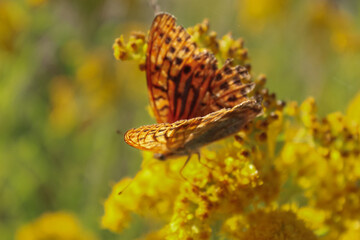 Butterfly on a yellow flower
