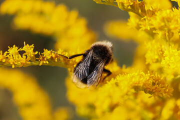 Bumblebee on yellow flowers