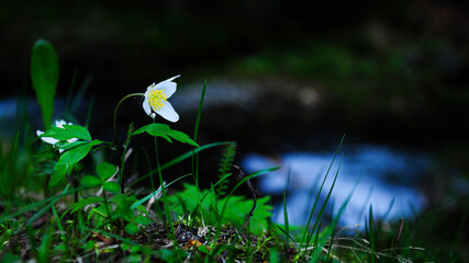 Macro closeup of a white flower growing near a mountain river in the green, wet grass. Spring season, Carpathia, Romania.