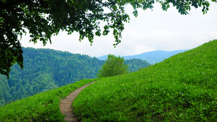 Fototapeta na wymiar A footpath winding on top of a grassy hill, through a beech forest. Countryside landscape. Summer, Carpathia, Romania, Eastern Europe.