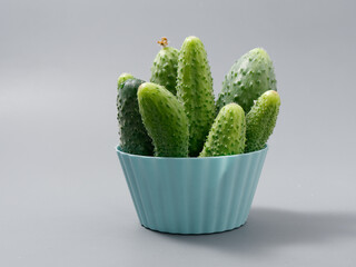 agricultural products green prickly cucumber on gray background