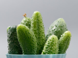 agricultural products green prickly cucumber on gray background