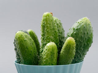 agricultural products green prickly cucumber on gray background
