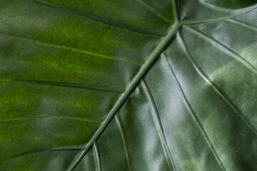 Detail of a dark green artificial leaf of the Ficus lyrata plant with veins and a clearly visible grid and texture