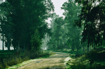 Paisaje de bosque verde en la naturaleza en soledad con arboles y hojas verdes, camino por el...